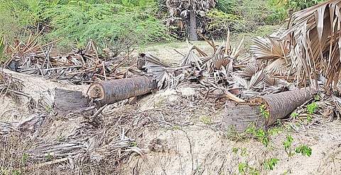 உடன்குடி அருகே பனை மரங்கள் வெட்டப்பட்டுள்ள காட்சி.