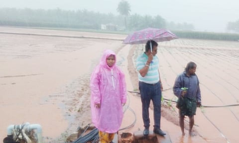 மழையால் சேதமான பயிர்களை அதிகாரிகள் ஆய்வு செய்த காட்சி.