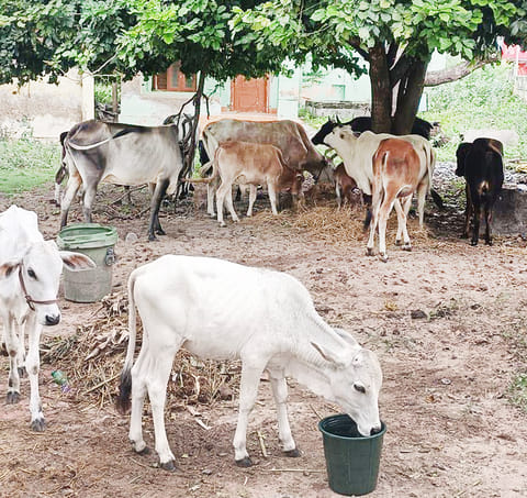 ராமேசுவரம் கோவிலுக்கு சொந்தமான இடங்களில் பக்தர்களுக்கு இடையூறாக திரிந்த மாடுகளை பிடித்து நகராட்சி நிர்வாகம் பராமரித்து வருகிறது.