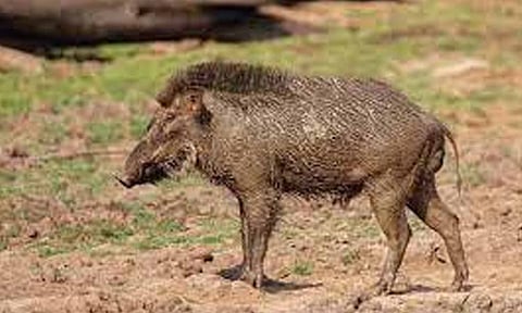 கோப்புபடம்.&nbsp;