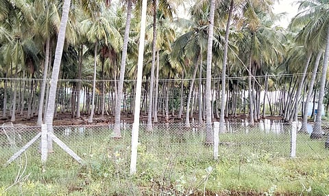 தென்னந்தோப்பில் தேங்கியுள்ள மழை நீர்.&nbsp;