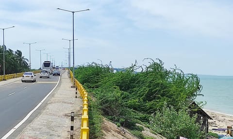 பாம்பன் நுழைவுப்பகுதியில் விபத்தை ஏற்படுத்தும் வகையில் வளர்ந்துள்ள கருவேல மரங்கள்.

