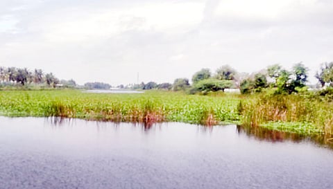 மண்டிக்கிடக்கும் ஆகாயத்தாமரை செடிகள்.