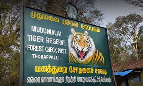 முதுமலை புலிகள் காப்பகத்தில் வனவிலங்குகள் கணக்கெடுப்பு பணி இன்று தொடங்கியது