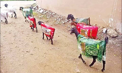 'ரெயின்கோட்' அணிவித்து ஆடுகளை மேய்ச்சலுக்கு அனுப்பிய தொழிலாளி