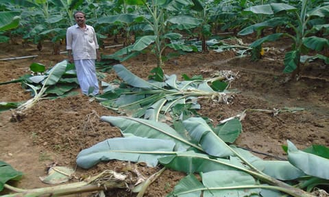 காட்டுப்பன்றிகள் நாசம் செய்த வாழைகள்.