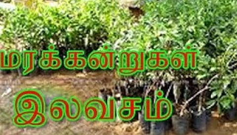பரமத்தி வட்டார விவசாயிகளுக்கு இலவசமாக மரக்கன்றுகள்