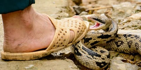 பாம்பு கடித்து தொழிலாளி பலி