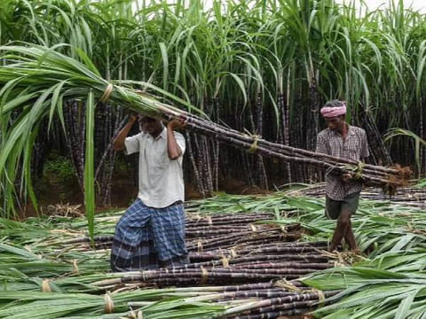 கரும்பு அறுவடை பணி தீவிரமாக நடைபெறுவதை காணலாம்