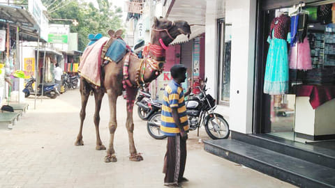 ஒட்டகத்தை காண்பித்து கடைகளில் வசூல்