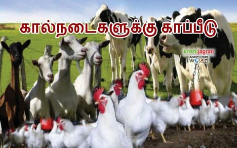 தேசிய காப்பீடு திட்டத்தின் கீழ் விவசாயிகள் கால்நடைகளை காப்பீடு செய்யலாம்
