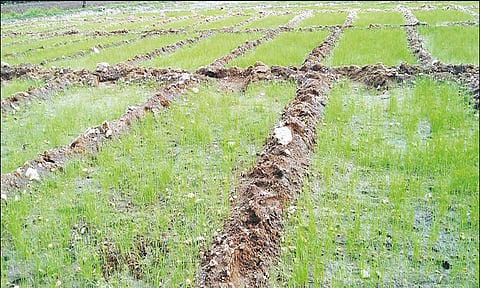 நடப்பட்ட சின்ன வெங்காய&nbsp; நாற்றுகள்