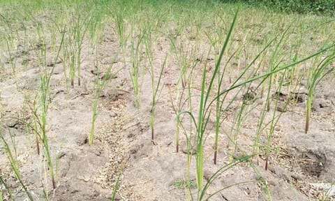 மழையின்றி கருகி வரும் நெற்பயிர்கள்