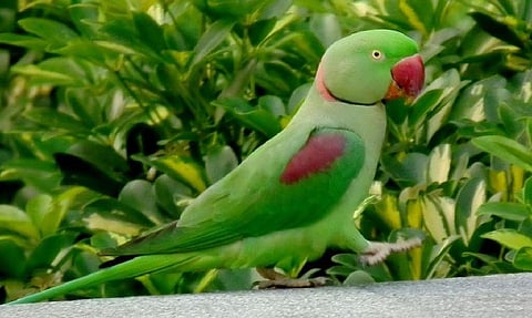 பச்சை கிளிகளை வேட்டையாடி விற்பனை செய்தால் கடும் நடவடிக்கை