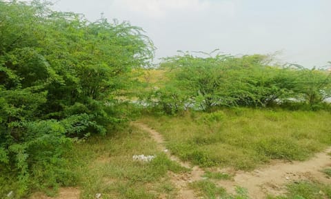 தூர்வாரப்படாத அபிராமம் கண்மாயில் கருவேலமரங்கள் வளர்ந்துள்ளன.