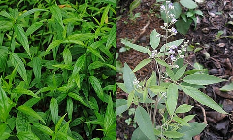 நிலவேம்பு - நொச்சி