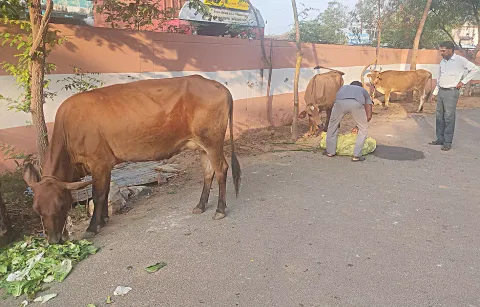 சாலையில் திரிந்த மாடுகளை நகராட்சி பணியாளர்கள் பிடித்து அபராதம்