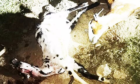 இறந்து கிடந்த ஆடுகள்.