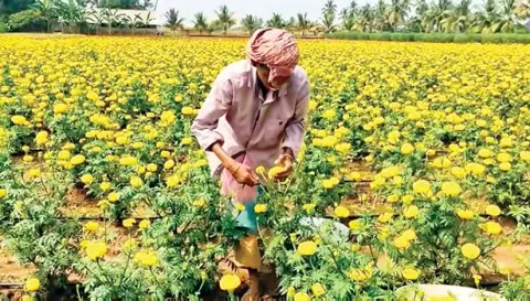 செண்டி பூக்கள் அறுவடை செய்யும் பணியில் விவசாயிகள்.