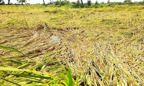 மழையால் பாதிக்கப்பட்ட நெற்பயிர்களை அதிகாரிகள் ஆய்வு