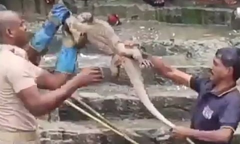 குற்றாலம் மெயின் அருவியில் திடீரென விழுந்த உடும்பு- அலறியடித்து ஓடிய பெண்கள்