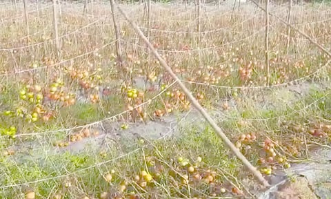 தக்காளி விலை வீழ்ச்சியால்    கால்நடைகளுக்கு உணவாக்கும் அவலம்