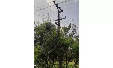மின்கம்பத்தை சுற்றி படர்ந்துள்ள செடி,கொடிகள்.