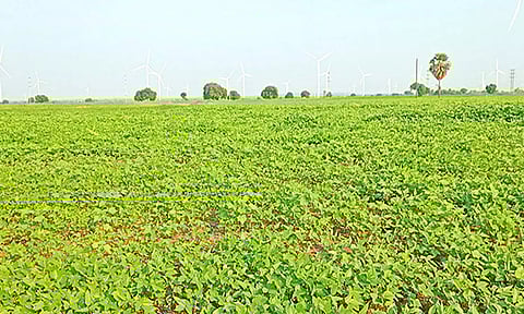 பூப்பூக்கும் நிலையில் உளுந்து செடிகள்.