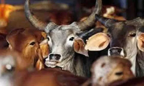 கோப்புபடம்.