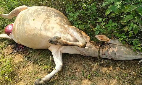 குடியாத்தம் அருகே சிறுத்தைகளால் கொல்லப்பட்ட பசு மாடு.