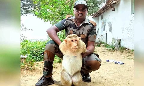 பொதுமக்களை அச்சுறுத்திய குரங்கை வனத்துறையினர் பிடித்தபோது எடுத்த படம்.