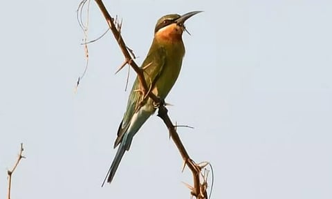 திருப்பூர் நஞ்சராயன்குளத்திற்கு வந்த ஆப்கானிஸ்தான் பறவை