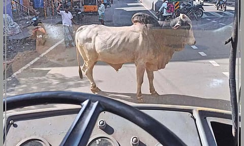 பஸ்சை வழிமறித்து சாலையின் குறுக்கே நிற்கும் காளை மாட்டை படத்தில் காணலாம்.