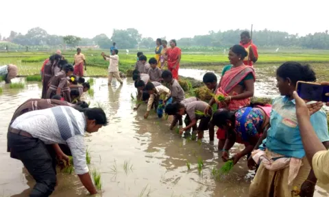 நாற்று நடவு பணியில் ஈடுபட்ட மாணவிகள், ஆசிரியர்களை படத்தில் காணலாம்.