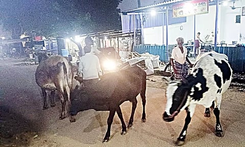 சாலையில் திரியும் மாடுகளால் வாகன ஓட்டிகள் அவதி