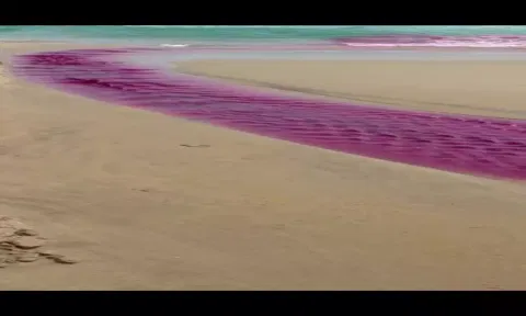 இறால் பண்ணையில் ரசாயனபவுடர் கலந்து உள்ள காட்சி.&nbsp;