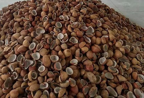 ரூ.5 லட்சத்து 95 ஆயிரத்துக்கு தேங்காய் பருப்பு ஏலம்