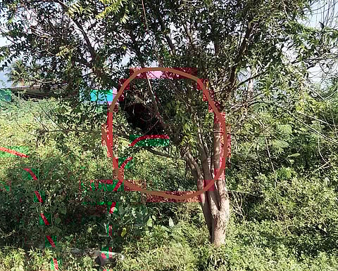 வேப்பமரத்தில் மலைத்தேனீ