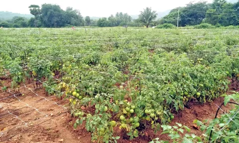 வடமதுரையில் கொடி தக்காளி சாகுபடி செய்யப்பட்டுள்ளது.