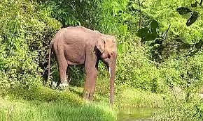 கூடலூர் அருகே 2 வீடுகளை இடித்து சேதப்படுத்திய காட்டு யானை