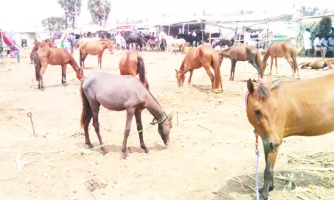 திருவண்ணாமலையில் பாரம்பரிய குதிரை சந்தை தொடங்கியது
