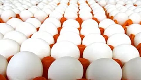 40 காசு மைனஸ் விலைக்கு மட்டுமே முட்டைகளை விற்க பண்ணையாளர்களுக்கு அறிவுரை