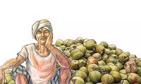 தென்னை விவசாயிகள் பயன்பெற மானிய திட்டங்கள் வேளாண்துறை  அறிவிப்பு