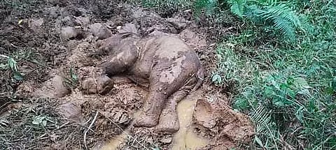 கூடலூர் அருகே சேற்றில் இறந்து கிடந்தகுட்டி யானை