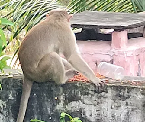 குடியிருப்பு பகுதிகளில் புகுந்த குரங்கை படத்தில் காணலாம்