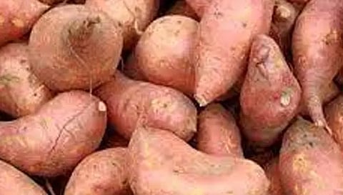 சேலம் மார்க்கெட்டுக்கு சர்க்கரை வள்ளிக்கிழங்கு வரத்து அதிகரிப்பு