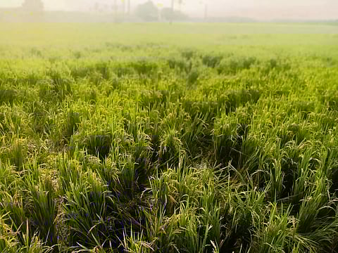 காட்டுப்பன்றிகளால் சேதமடைந்துள்ள நெற்கதிர்கள்.