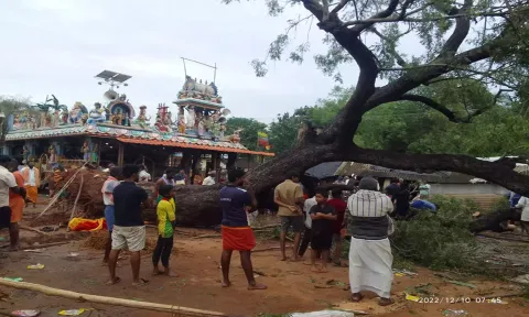 பண்ருட்டி  நடுமேட்டுக்குப்பத்தில் மாண்டஸ் புயல்காரணமாக  100 ஆண்டு பழமைவாய்ந்த வேப்பமரம்  வேரோடு சாய்ந்தது