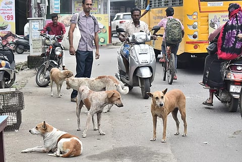 ஈரோடு மாநகராட்சி பகுதியில் அதிகரிக்கும் தெரு நாய்கள் தொல்லை