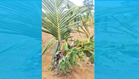 மர்ம நோய்களால் தாக்கப்பட்ட தென்னை மரங்களை படத்தில் காணலாம்